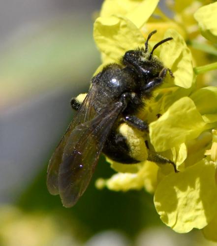 Andrena nigrospina